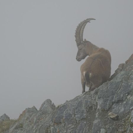 Hotel Phoenix Zermatt Bagian luar foto