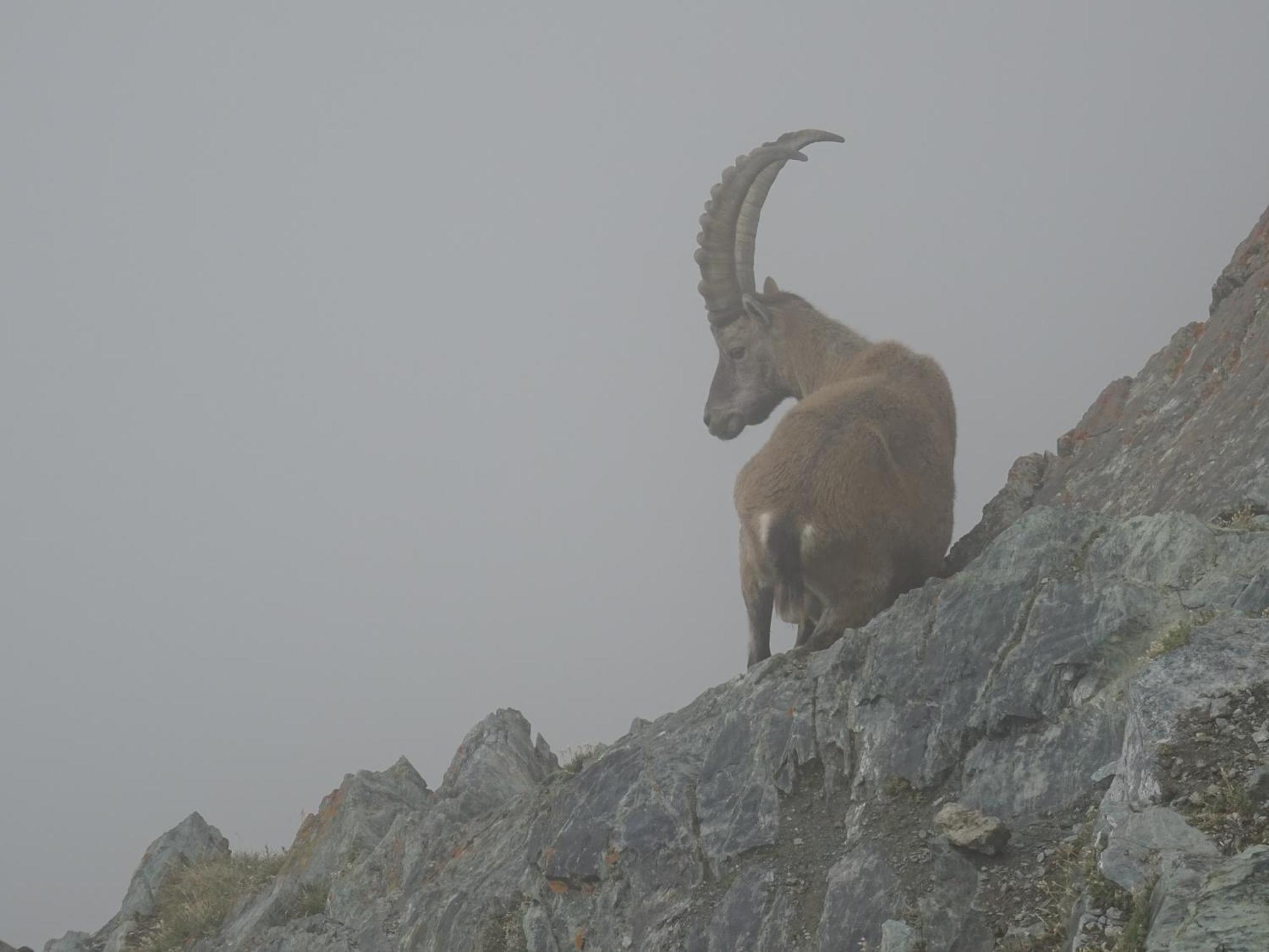 Hotel Phoenix Zermatt Bagian luar foto