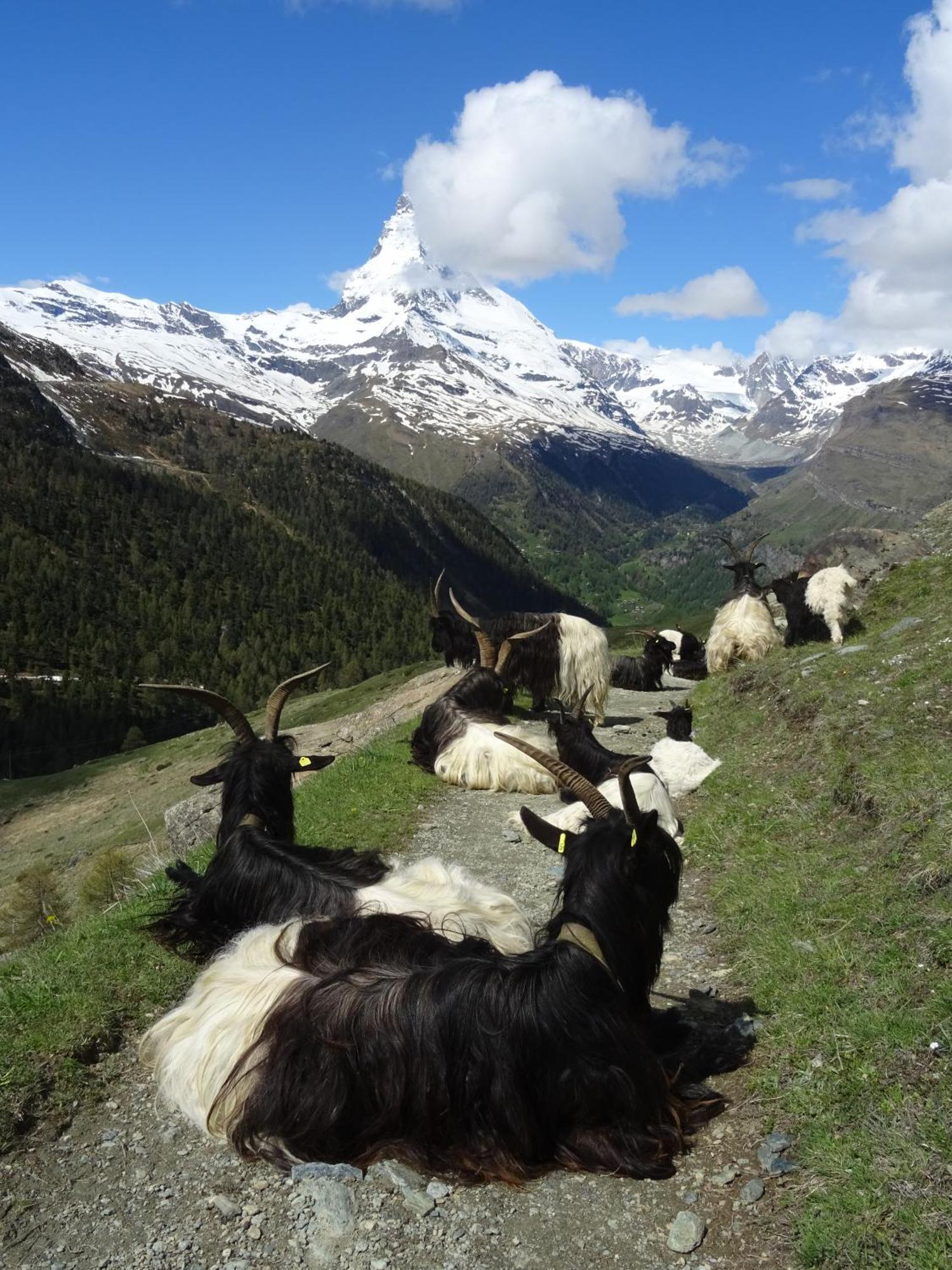 Hotel Phoenix Zermatt Bagian luar foto